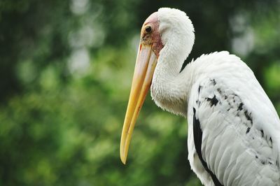 Close-up of pelican perching outdoors