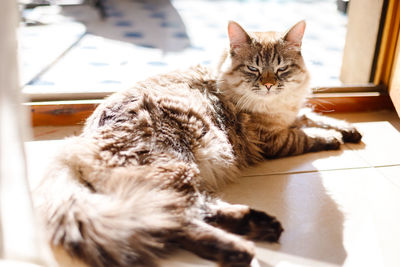 Portrait of cat relaxing on floor at home