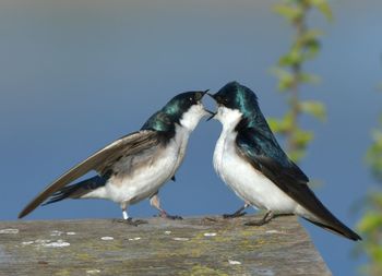 Close-up of birds perching on a bird