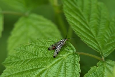 Close-up of scorpionfly on leaf