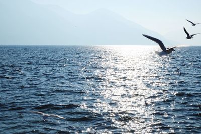 Birds flying over sea against sky