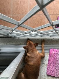 Cat looking through metal grate