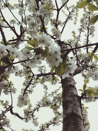 Low angle view of apple blossoms in spring