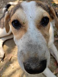 Close-up portrait of dog