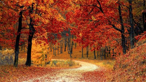 Trees in forest during autumn