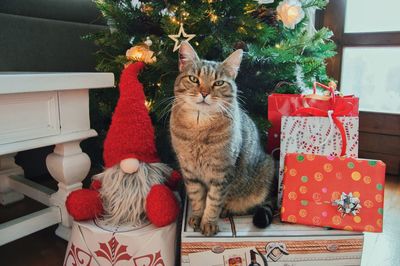 Tabby cat sitting against christmas tree at home