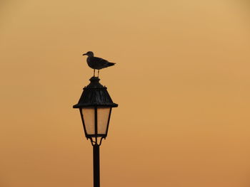 Low angle view of bird perching on pole against orange sky