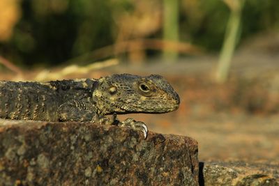 Close-up of lizard