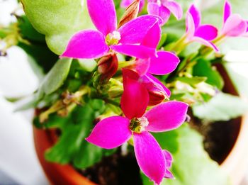 Close-up of pink flowers blooming outdoors