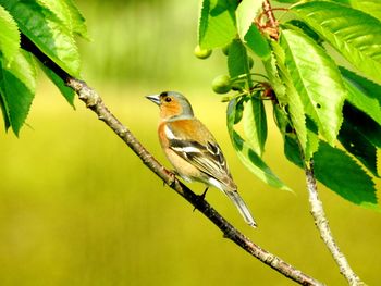 Close-up of bird perching on branch