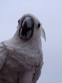 Close-up of a bird