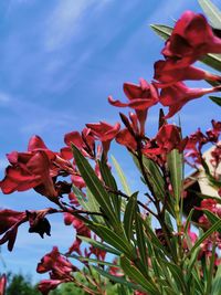 Close-up of red flowering plant against sky