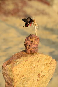 Close-up of butterfly on rock