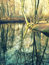 Close-up of tree by lake against sky