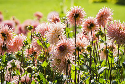 Close-up of pink dahlias blooming outdoors