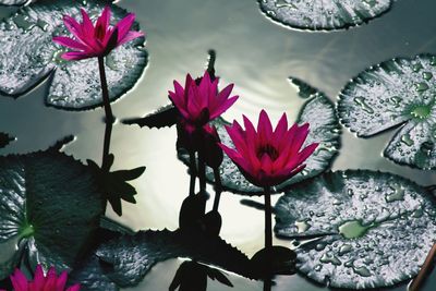 Lotus water lily in pond