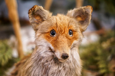 Close-up portrait of a lion
