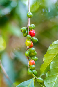 Close-up of berries growing on plant