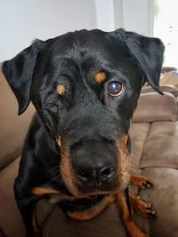 Close-up portrait of black dog lying down