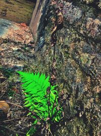 High angle view of lizard on plants