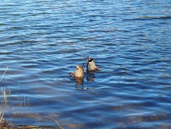 High angle view of duck swimming in sea