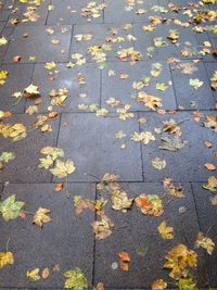 Maple leaves on street