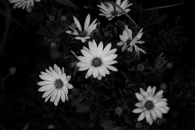 High angle view of daisy flowers