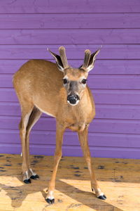 Young male white-tailed deer with short antlers standing with startled expression, anticosti island