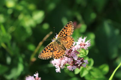 Close-up of butterfly pollinating on flower