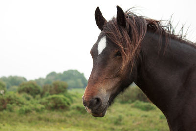 Close-up of a horse on field