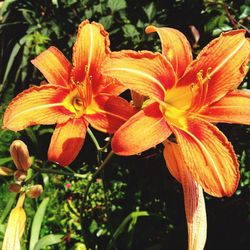 Close-up of day lily blooming outdoors