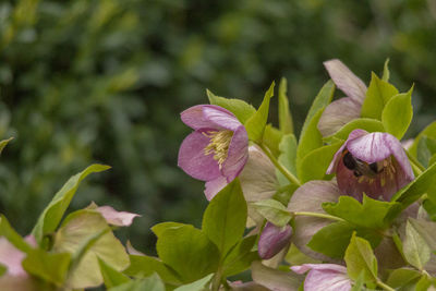 Close-up of pink flowering plant