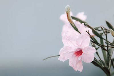 Close-up of pink cherry blossom