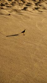 Surface level view of beach