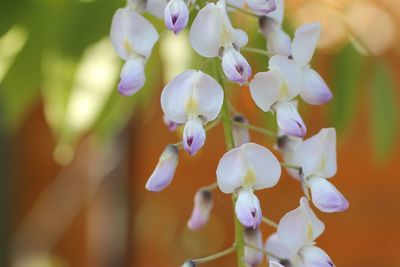 Close-up of white flowers