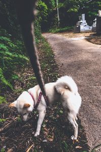 Dog looking away