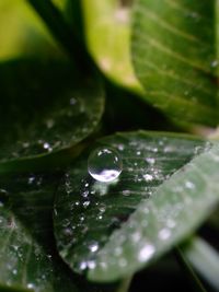 Close-up of water drops on plant