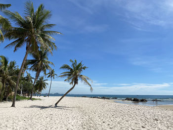 Palm trees on beach against sky