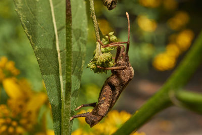Close-up of insect on plant
