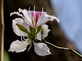 Close-up of flower blooming outdoors