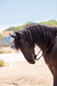 Close-up of an animal