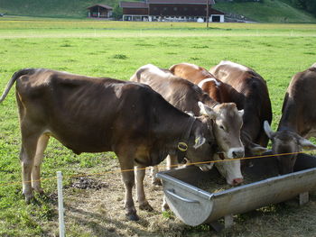 Cows grazing on grassy field