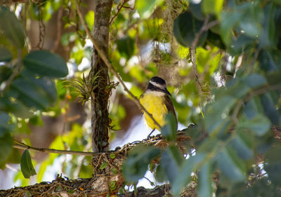 Low angle view of bird perching on branch