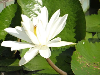 Close-up of lotus water lily