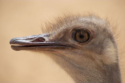 Close-up of ostrich