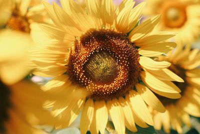 Close-up of sunflower