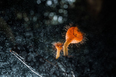 Close-up of orange leaf in sea