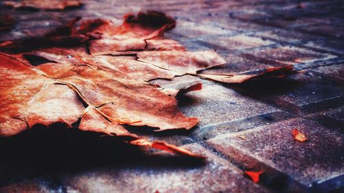Close-up of dry maple leaves