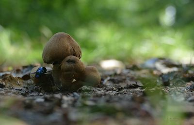 Close-up of mushroom on field