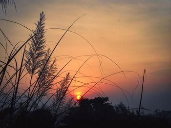 Close-up of silhouette plants against sunset sky